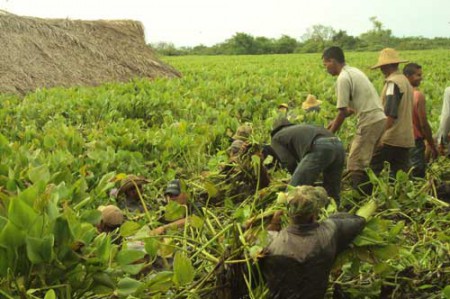 CIENAGA DE ZAPATOZA,,TARULLA,,O TAPON,,